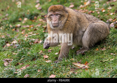 Barbary Macaque Macaca sylvanus Foto Stock
