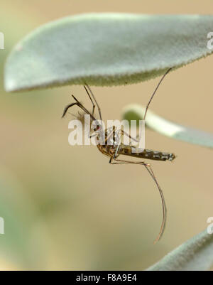 Asian zanzara tigre resto sotto una foglia Foto Stock