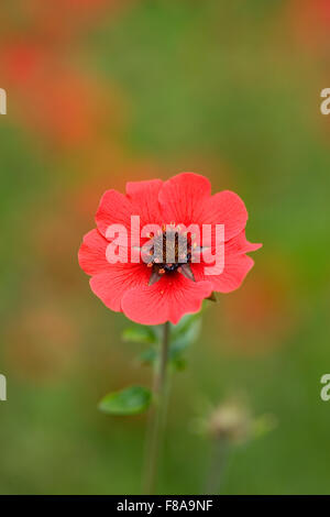 Potentilla 'Gibson Scarlet' Fiori. Foto Stock