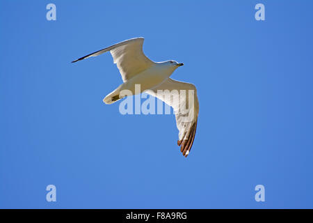 Anello-fatturati gabbiano, Larus delawarensis Foto Stock