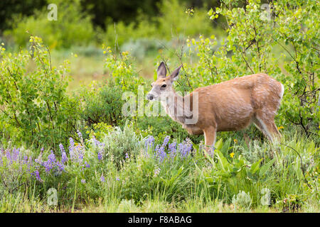 Mule Deer doe mangiare in fiori selvatici di lupino, Grand Teton National Park, Wyoming Foto Stock