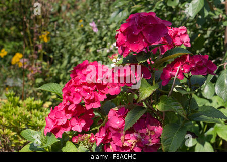 Ortensia Maco. Dark Angel. Un eccezionale lace-cap hydrangea con fiore blu bud apertura alle sfumature di rosa, crema e rosso con Foto Stock