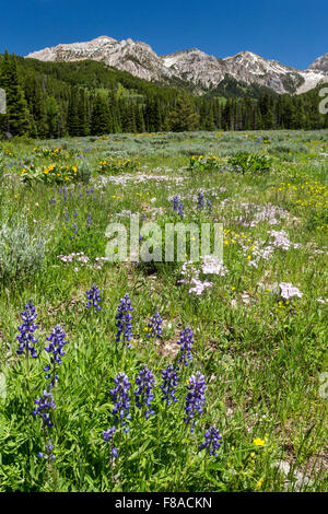 Lupino fioritura di fiori di campo in un prato in Gros Ventre montagne, Bridger-Teton National Forest, Wyoming Foto Stock