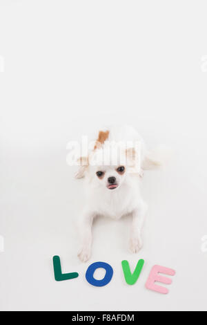 White Chihuahua sdraiato dietro i caratteri della lingua inglese di amore Foto Stock