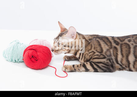 Gatto bengala la posa di basso e guardando una palla di stringa Foto Stock