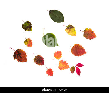 Set di molti diversi caduto foglie di autunno Foto Stock