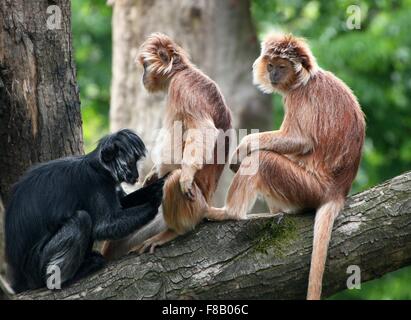 Coppia di toelettatura Javan scimmie Langur a.k.a. Ebano Lutungs (Trachypithecus auratus), sia il nero e il golden varietà Foto Stock