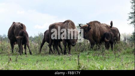 Allevamento di pascolare il bisonte europeo o Bisonti Combattenti (Bison bonasus), a basso punto di vista Foto Stock