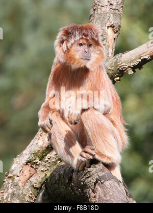 Golden varietà di Iavan Lutung o Langur Monkey (Trachypithecus auratus) Foto Stock