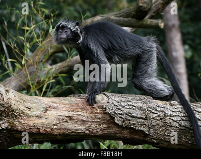 Varietà nero di Iavan Lutung ebano o Langur Monkey (Trachypithecus auratus), una femmina Foto Stock