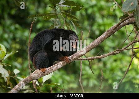 Una scimmia rossa Howler (Alouatta belzebul) di Floresta Nacional de Carajás, Brasile Foto Stock