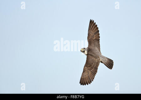 Vista dall'alto su un Falco Peregrine per adulti / Wanderfalke ( Falco peregrinus ) in volo veloce, fauna selvatica, Europa. Foto Stock