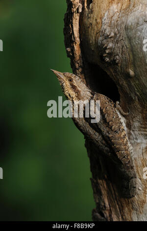 Eurasian spasmodico / Wendehals ( Jynx torquilla ) si trova nella parte anteriore del suo foro di nesting, guarda indietro sopra la sua spalla per la sicurezza. Foto Stock