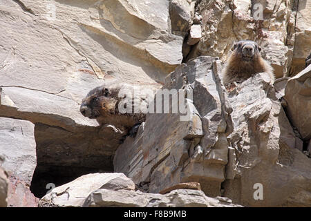 Annoso marmotte accanto a burrow ensoleillement stessi sulla sperone roccioso in Alberta Canada Foto Stock