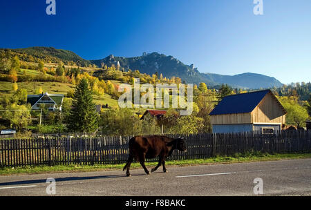 Mucca camminando sulla strada in Romania, Ceahlau paesaggio di montagna Foto Stock