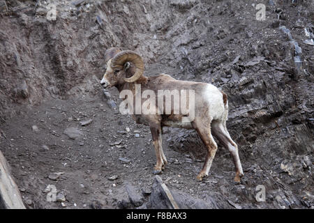 Bighorn ram permanente sulla battuta di rocky ghiaione in primavera in Canada Foto Stock