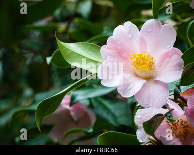 Cornovaglia, agli inizi della primavera (marzo). Un fiore di rododendro Foto Stock