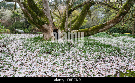 Giardino Trewidden, Cornwall, Regno Unito. In primavera petali caduti coprire il terreno al di sotto della grande magnolia x veitchii 'Peter Veitch' Foto Stock