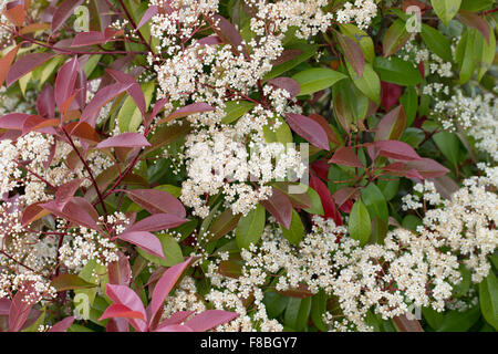 Red Robin, Punta Rossa Photinia, Red-Tipped Photinia, Fraser, Photinia, Natale berry, Rotlaubige Glanzmispel, Photinia x fraseri Foto Stock