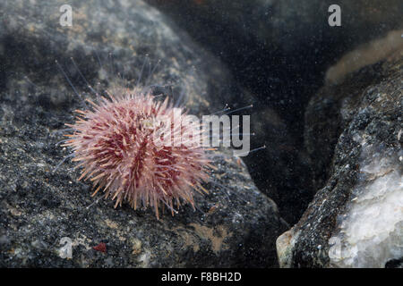 Il verde dei ricci di mare, settentrionale dei ricci di mare, Rundstacheliger Seeigel, Rundstachliger Seeigel, Strongylocentrotus droebachiensis Foto Stock