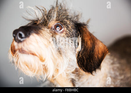 Cane, Filo pelose bassotto, ritratto, Germania Foto Stock