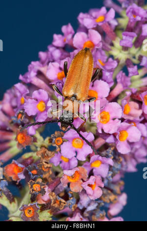 Red Longhorn Beetle, Rothalsbock, Rot-Halsbock, Roter Halsbock, Weibchen, Corymbia rubra, Stictoleptura rubra, Leptura rubra Foto Stock