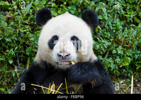 Panda Ailuropoda melanoleuca Bifengxia Panda Base nella provincia del Sichuan in Cina MA003069 Foto Stock