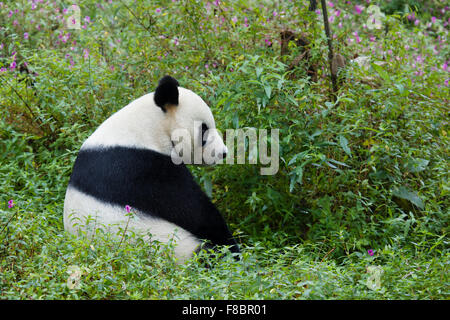 Panda Ailuropoda melanoleuca Bifengxia Panda Base nella provincia del Sichuan in Cina MA003073 Foto Stock
