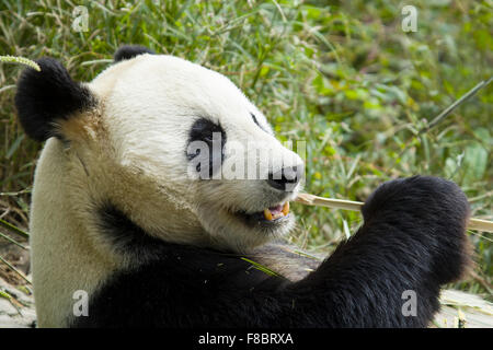 Panda di mangiare il bambù Chengdu Panda Centro di allevamento nella provincia del Sichuan in Cina MA003083 Foto Stock