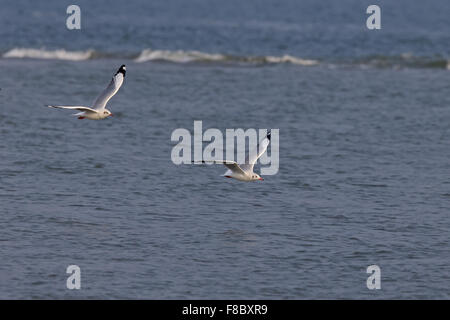 Brown-headed Gull (Chroicocephalus brunnicephalus) Foto Stock