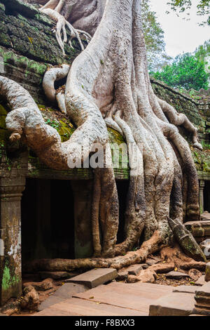 Ta Prohm tempio di Angkor, vicino a Siem Reap, Cambogia Foto Stock