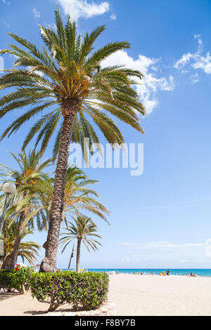 Le palme crescono sulla spiaggia sabbiosa in Spagna, mediterraneo sulla costa del mare Foto Stock