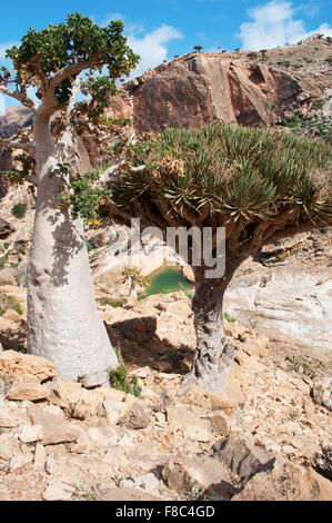 Isola di Socotra, Yemen, Medio Oriente: Dragon alberi di sangue nella zona protetta di Altopiano Homhil, Golfo di Aden, Mare Arabico, biodiversità unico Foto Stock