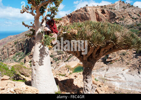 Socotra, Yemen, Medio Oriente: un uomo è salito su una bottiglia di albero in area protetta di Altopiano Homhil, Golfo di Aden, Mare Arabico, biodiversità unico Foto Stock