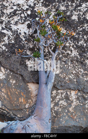 Socotra, isola, Yemen, Medio Oriente: una bottiglia di fioritura albero su di una roccia nella zona protetta di Altopiano Homhil,biodiversità unico Foto Stock