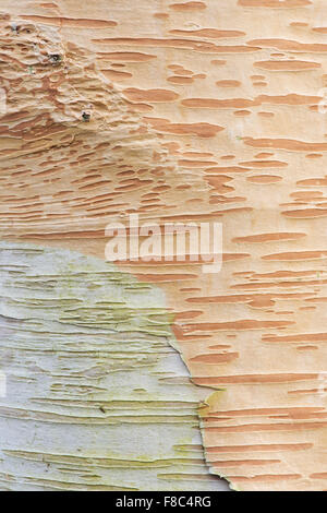 Betula fetisowii x . Silver Birch di corteccia di albero Foto Stock