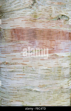 Betula albosinensis 'Hergest'. Rosso cinese di corteccia di betulla Foto Stock