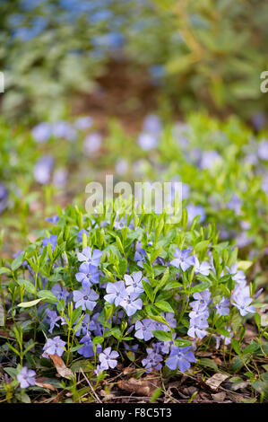 Vinca blooming ammassarsi, famiglia Apocynaceae pervinca o mirto violetto brillante viola piante fiorite con vibrante foglie verdi Foto Stock