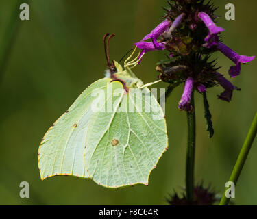 Brimstone (Gonepteryx rhamni) farfalla nectaring sul bugle con la proboscide visibile Foto Stock