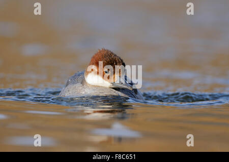 Femmina / Smew Zwergsäger ( Mergellus albellus ), inverno ospite, viene rapidamente più vicino, nuota verso su acqua ghiacciata. Foto Stock