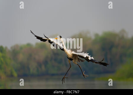 Airone White-Necked o Cocoi airone rosso (Ardea cocoi) pesca, Pantanal, Mato Grosso, Brasile Foto Stock