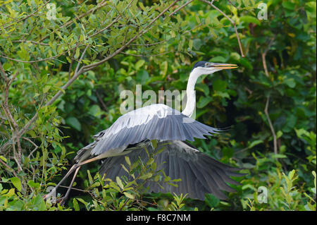 Airone White-Necked o Cocoi airone rosso (Ardea cocoi), Pantanal, Mato Grosso, Brasile Foto Stock