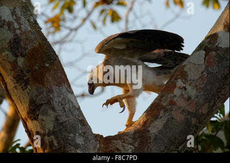 Immaturo Arpia Aquila (Harpia harpyia) di età compresa tra i quindici mesi, Amazon, Brasile Foto Stock