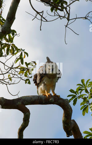 Immaturo Arpia Aquila (Harpia harpyia) di età compresa tra i quindici mesi, Amazon, Brasile Foto Stock