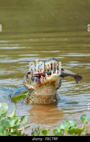 Caimano Yacare (yacare Caimano) divorando un pesce, Cuiaba river, Pantanal, Brasile Foto Stock