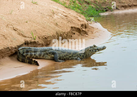 Caimano Yacare (yacare Caimano) poggiante su un argine, Cuiaba river, Pantanal, Brasile Foto Stock