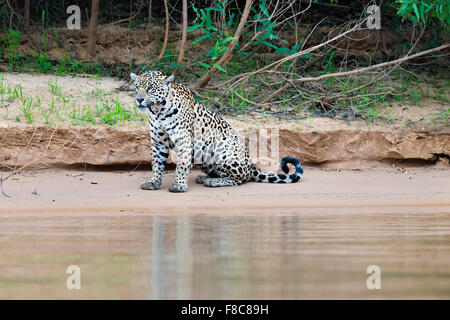 Jaguar (Panthera onca) su un argine, Cuiaba river, Pantanal, Mato Grosso, Brasile Foto Stock