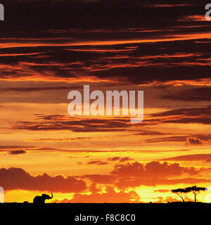 Tramonto africano sopra il Masai Mara, Kenya. Foto Stock