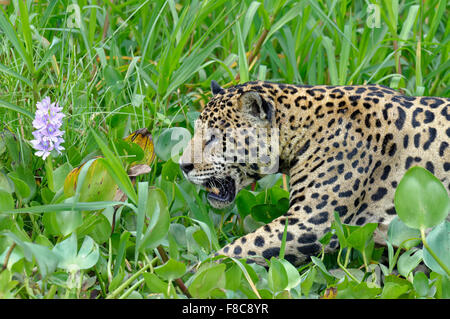 Jaguar (Panthera onca) lungo il fiume Cuiaba, Pantanal, Mato Grosso, Brasile Foto Stock