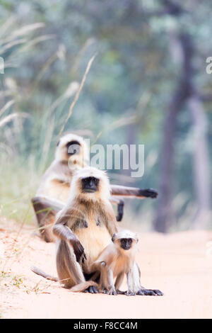 Langur grigio in Bandhavgarh Riserva, India Foto Stock